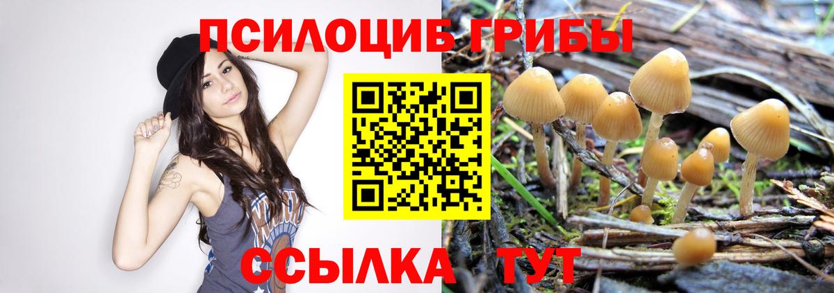 Галлюциногенные грибы Psilocybe Саранск